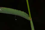 Hairy crabgrass